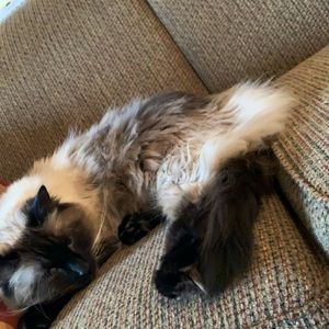 Meet your Posher, Adelyn